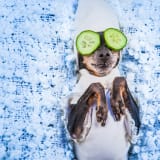 Sie müssen Entwicklern nicht alles bieten!